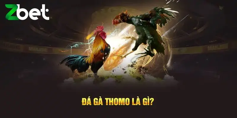 Đá gà thomo là gì?
