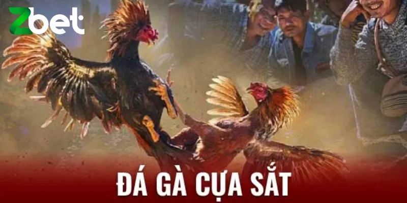 Hướng dẫn luật lệ cược đá gà cựa sắt cơ bản