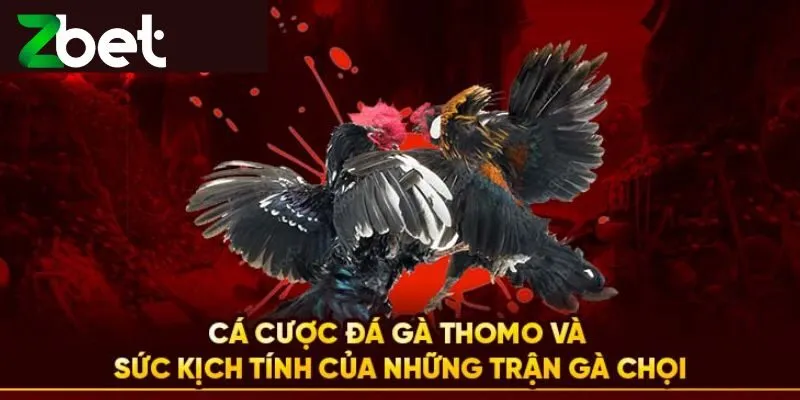 Luật chơi đá gà chi tiết nhất cho tân thủ