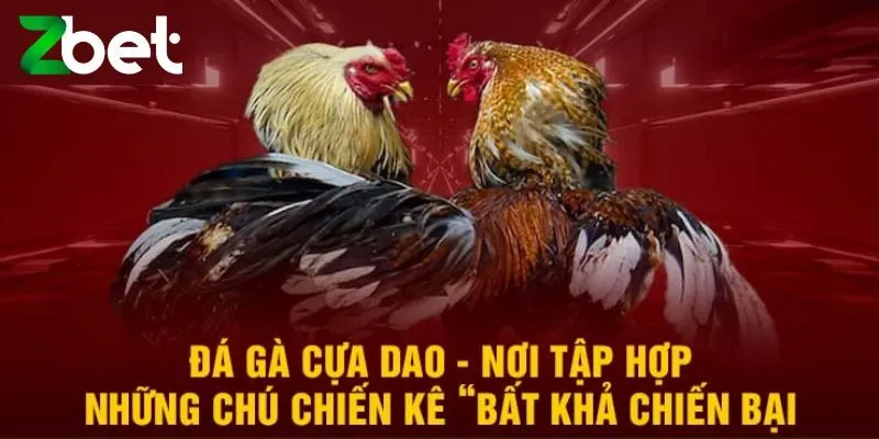 Luật chơi đá gà cựa dao tại nhà cái Zbet