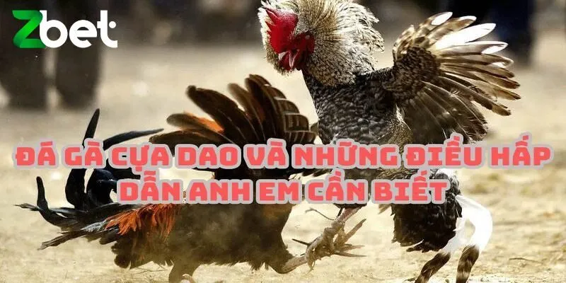 Đôi điều về sảnh đá gà cựa dao hấp dẫn